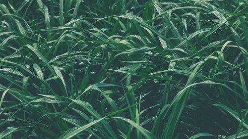 青青青草国产免费,国产影视的清新之作  第2张