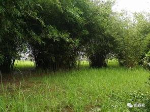 青青青草国产免费,国产影视的清新之作  第3张