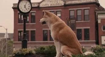 国产人与狗,探寻人类与动物和谐共生的奥秘 第3张 国产人与狗,探寻人类与动物和谐共生的奥秘 第3张